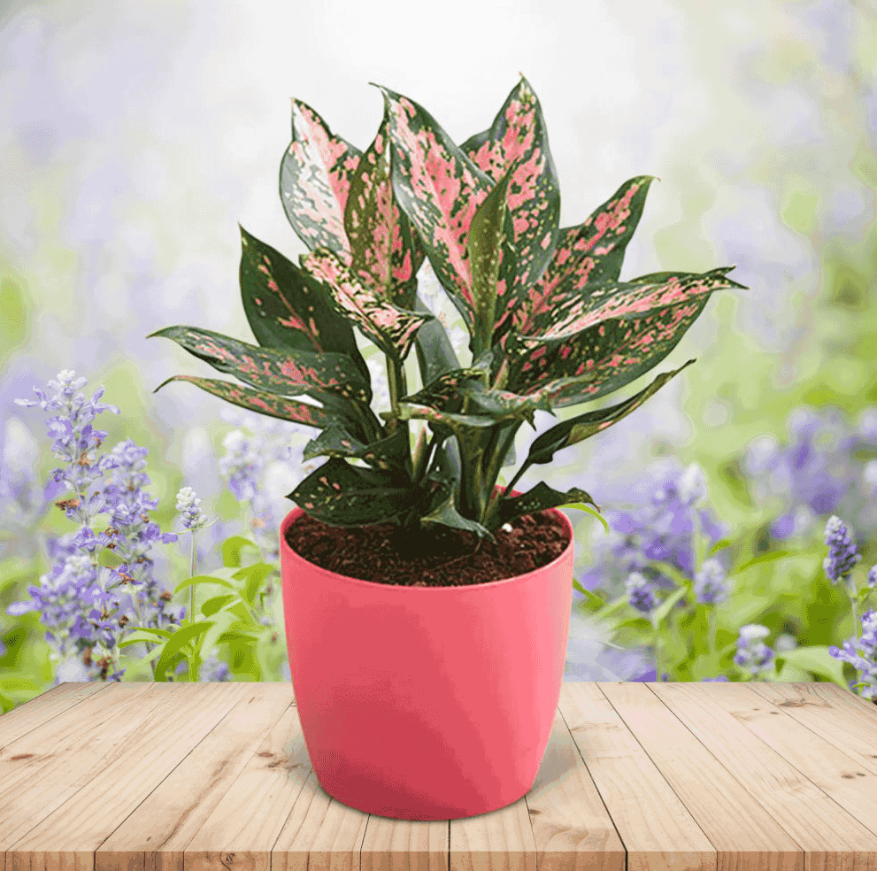 Aglaonema Plant