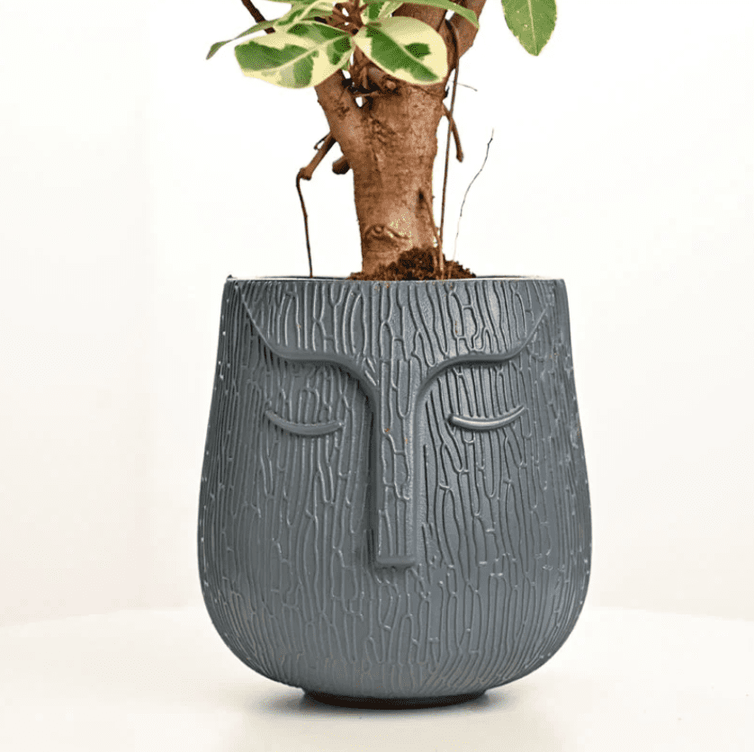 Bonsai Plant