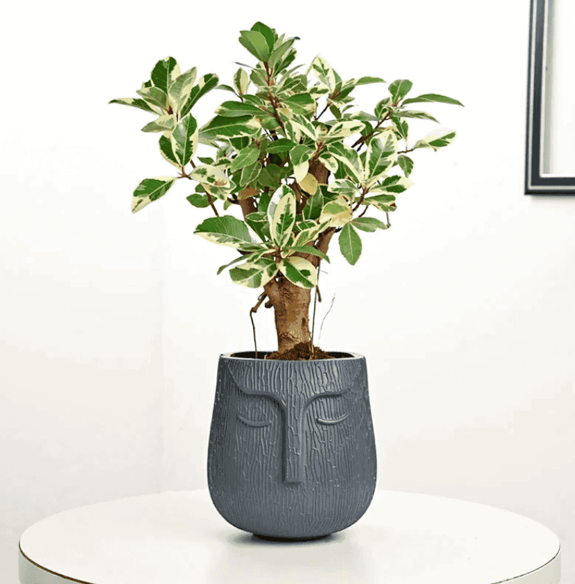 Bonsai Plant