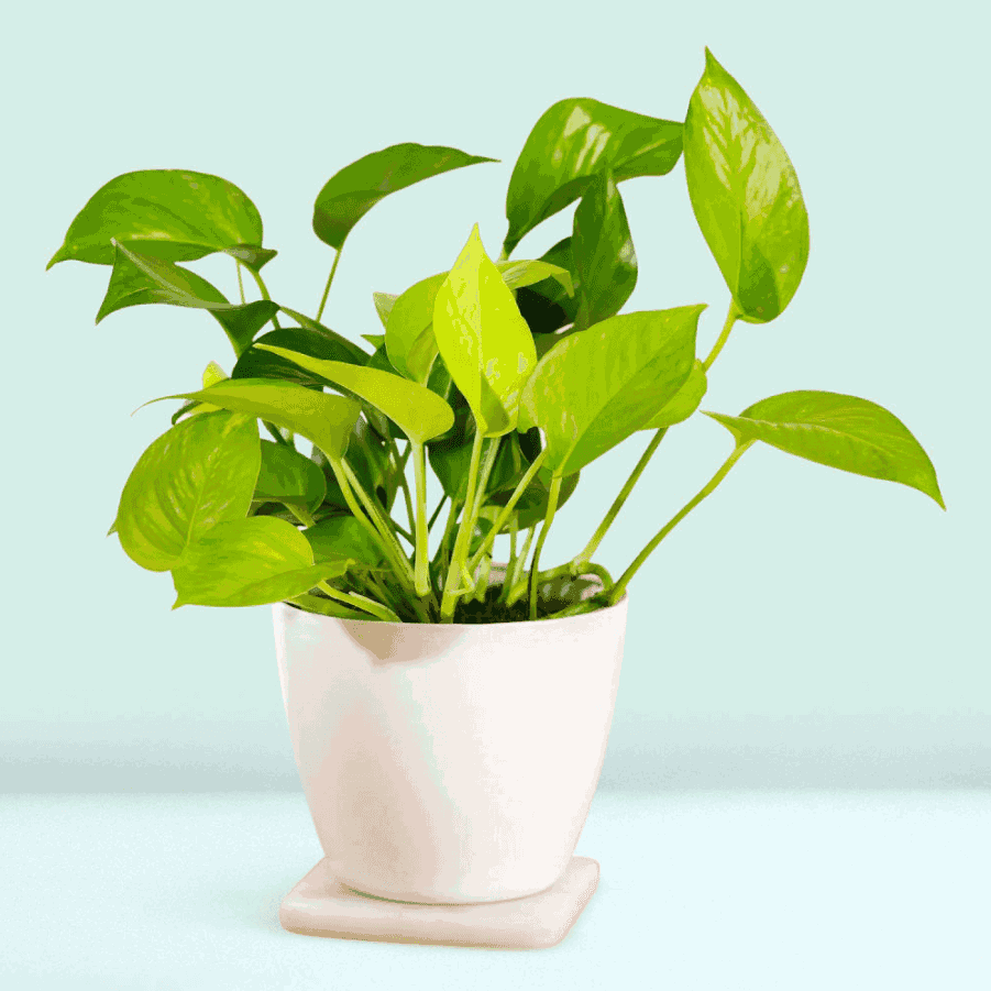money plant